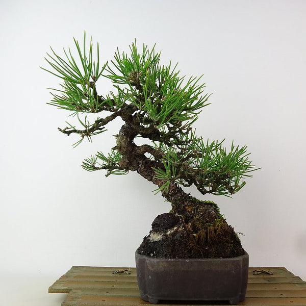 盆栽 松 黒松 樹高 約22cm くろまつ Pinus thunbergii クロマツ マツ科 常緑針葉樹 観賞用 d1162569662