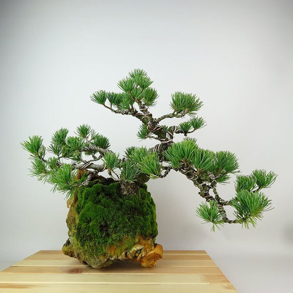 盆栽 松 五葉松 樹高 約26cm ごようまつ Pinus parviflora ゴヨウマツ ツボ石 マツ科 常緑針葉樹 観賞用 c1162559402