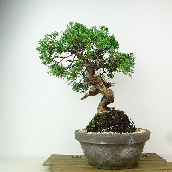 盆栽 真柏 樹高 約27cm しんぱく Juniperus chinensis シンパク “ジン シャリ” ヒノキ科 常緑樹 観賞用 1162548082