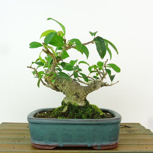 盆栽 梅擬 樹高 約13cm うめもどき Ilex serrata ウメモドキ モチノキ科 落葉樹 観賞用 小品 m1162547749