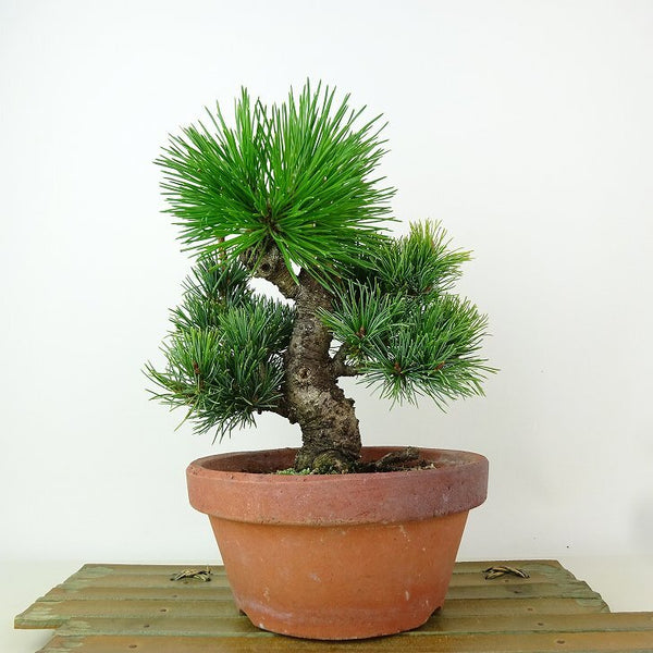 盆栽 松 五葉松 明星 樹高 約19cm ごようまつ Pinus parviflora ゴヨウマツ マツ科 常緑針葉樹 観賞用 小品 r1162548765