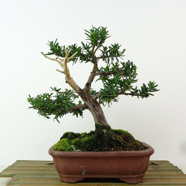 盆栽 一位 樹高 約18cm いちい Taxus cuspidata イチイ “ジン” イチイ科 常緑針葉樹 観賞用 小品 h1162565998