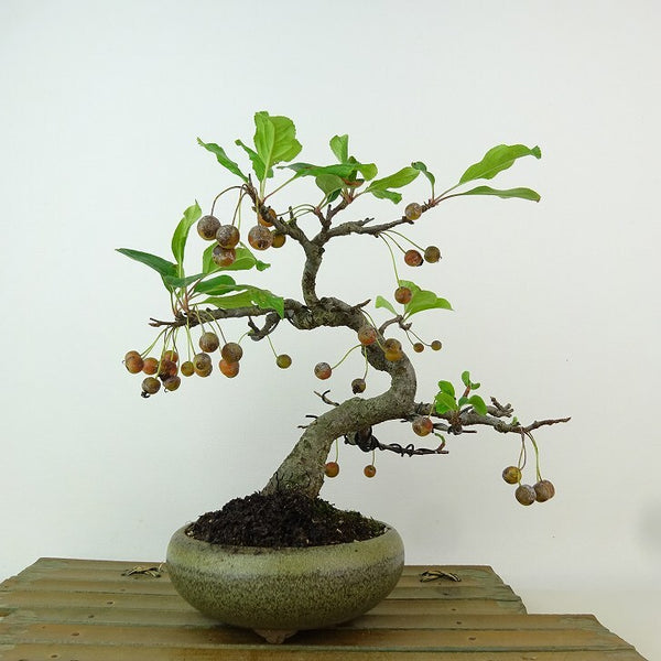 盆栽 海棠 樹高 約20cm かいどう Malus micromalus カイドウ 実 バラ科 落葉樹 観賞用 小品 t1162550281