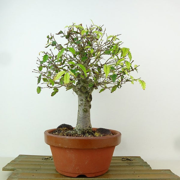 盆栽 欅 樹高 約24cm けやき Zelkova serrata ケヤキ 紅葉 ニレ科 ケヤキ属 落葉樹 観賞用 w1162558234