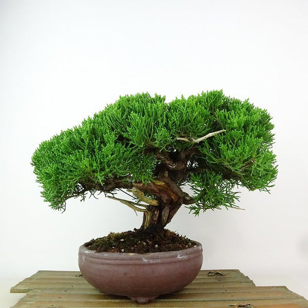 盆栽 真柏 樹高 約19cm しんぱく Juniperus chinensis シンパク “ジン シャリ” ヒノキ科 常緑樹 観賞用 小品 k1162553083