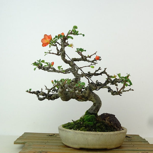 The potted plum tree is about 20cm tall. Chaenomeles japonica &#39;Chojubai&#39; is a deciduous tree of the genus Chaenomeles japonica &#39;Chojubai&#39;. w1162562318