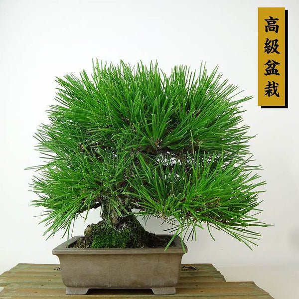 盆栽 松 黒松 樹高 約22cm くろまつ 高級盆栽 Pinus thunbergii クロマツ マツ科 常緑針葉樹 観賞用 h1162576751