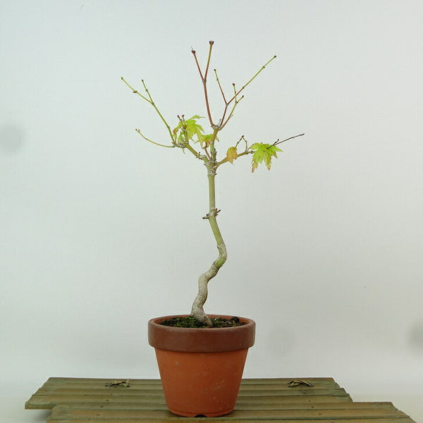 盆栽 紅葉 有明 樹高 約25cm もみじ Acer palmatum モミジ カエデ科 落葉樹 観賞用 j1163410505