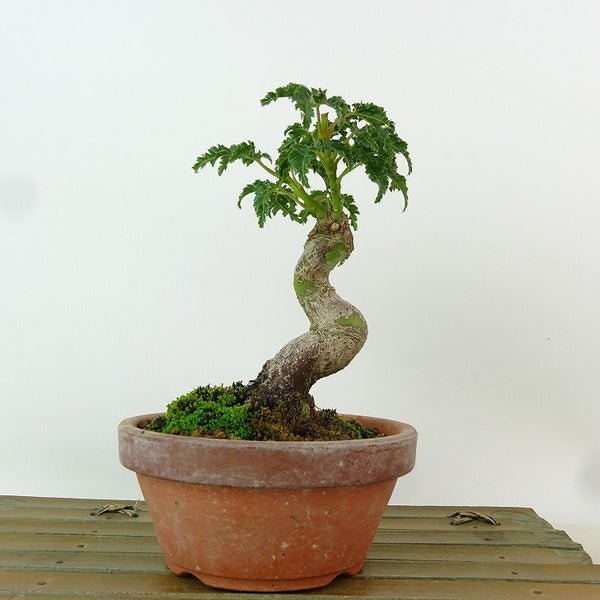 盆栽 紅葉 獅子頭 樹高 約13cm もみじ Acer palmatum モミジ シシガシラ カエデ科 落葉樹 観賞用 小品 f1163409558