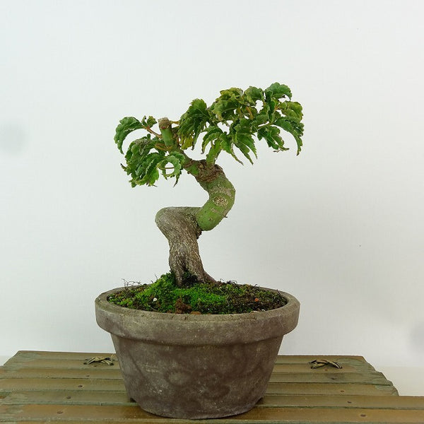 盆栽 紅葉 獅子頭 樹高 約13cm もみじ Acer palmatum モミジ シシガシラ カエデ科 落葉樹 観賞用 小品 l1163410389