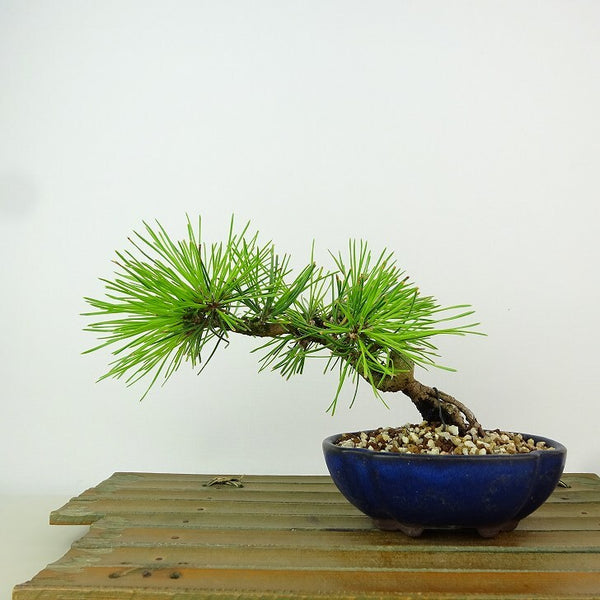 盆栽 松 黒松 樹高 約11cm くろまつ Pinus thunbergii クロマツ マツ科 常緑針葉樹 観賞用 小品 k1163424798