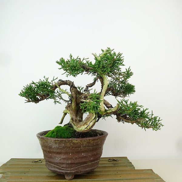 Potted plant, real cypress, tree height, about 16cm, Juniperus chinensis, Juniperus chinensis, "Juniperus chinensis", ヒノキfamily, evergreen tree, for viewing, sketch r1163424200