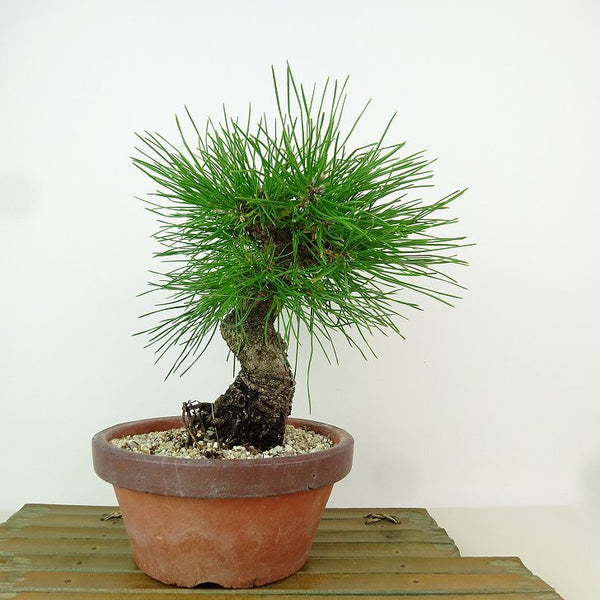 盆栽 松 黒松 樹高 約22cm くろまつ Pinus thunbergii クロマツ マツ科 常緑針葉樹 観賞用 w1163430648