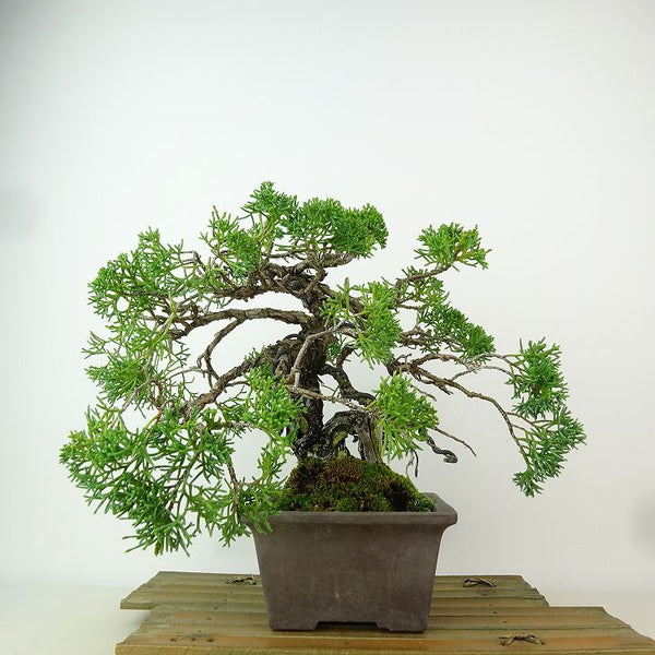 盆栽 真柏 樹高 約20cm しんぱく Juniperus chinensis シンパク “シャリ” ヒノキ科 常緑樹 観賞用 小品 j1163436253