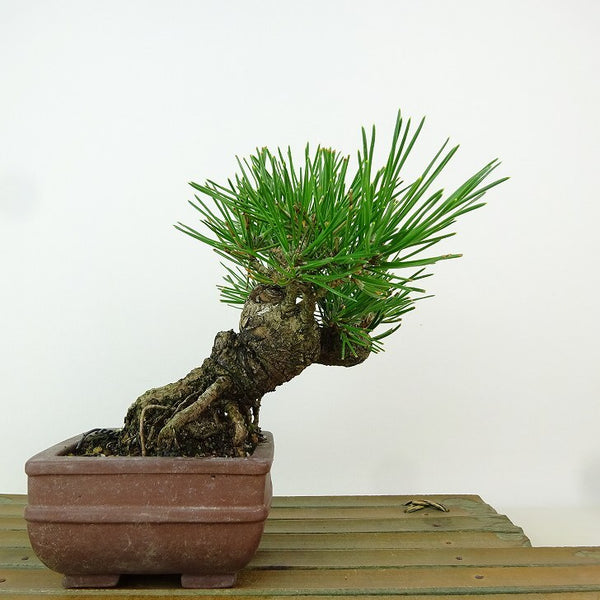 盆栽 松 黒松 樹高 約13cm くろまつ Pinus thunbergii クロマツ マツ科 常緑針葉樹 観賞用 小品 e1163429494