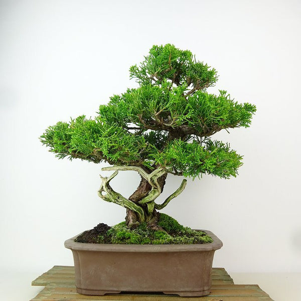 盆栽 真柏 樹高 約28cm しんぱく Juniperus chinensis シンパク “ジン シャリ” ヒノキ科 常緑樹 観賞用 h1163442031