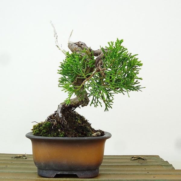 盆栽 真柏 樹高 約14cm しんぱく Juniperus chinensis シンパク “ジン” ヒノキ科 常緑樹 観賞用 小品 h1163441288