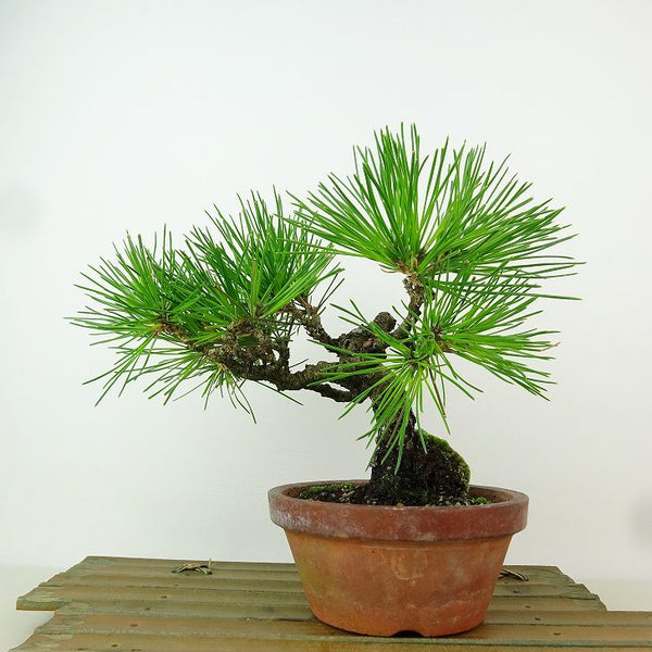 盆栽 松 黒松 樹高 約17cm くろまつ Pinus thunbergii クロマツ マツ科 常緑針葉樹 観賞用 小品 f1163429076