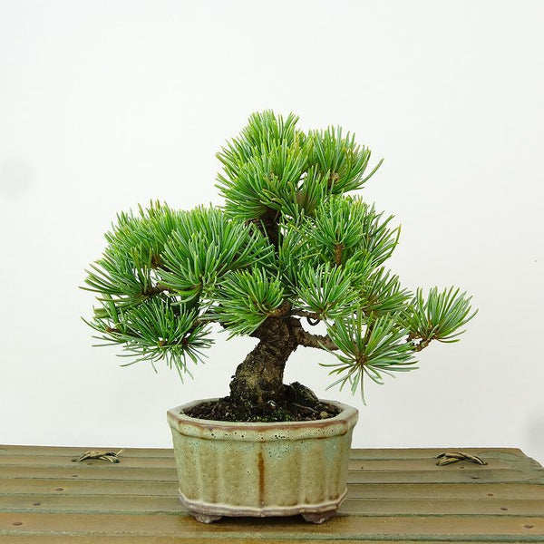 盆栽 松 五葉松 樹高 約12cm ごようまつ Pinus parviflora ゴヨウマツ マツ科 常緑針葉樹 観賞用 小品 t1163425817