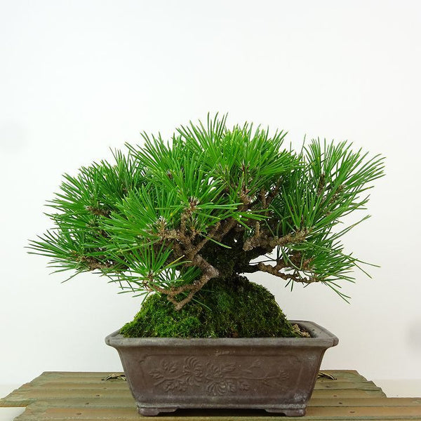 盆栽 松 黒松 樹高 約17cm くろまつ Pinus thunbergii クロマツ “ジン” マツ科 常緑針葉樹 観賞用 小品 j1163433072