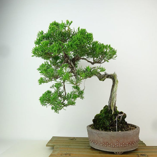 盆栽 真柏 樹高 約29cm しんぱく Juniperus chinensis シンパク “ジン シャリ” ヒノキ科 常緑樹 観賞用 w1163436059