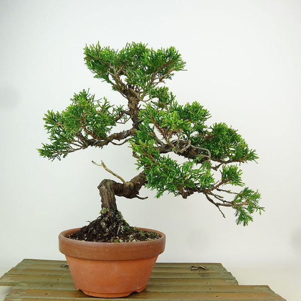 盆栽 真柏 樹高 約24cm しんぱく Juniperus chinensis シンパク “ジン シャリ” ヒノキ科 常緑樹 観賞用 u1163443936