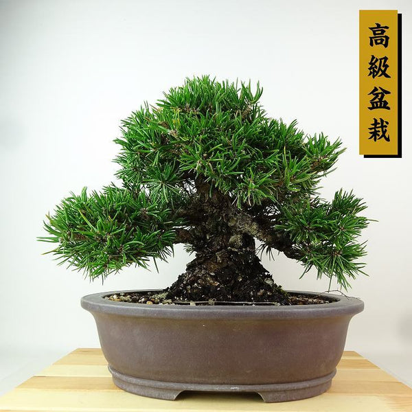 盆栽 松 黒松 寸松 樹高 約25cm くろまつ 高級盆栽 Pinus thunbergii クロマツ 寸梢 マツ科 常緑針葉樹 観賞用 s1163434994