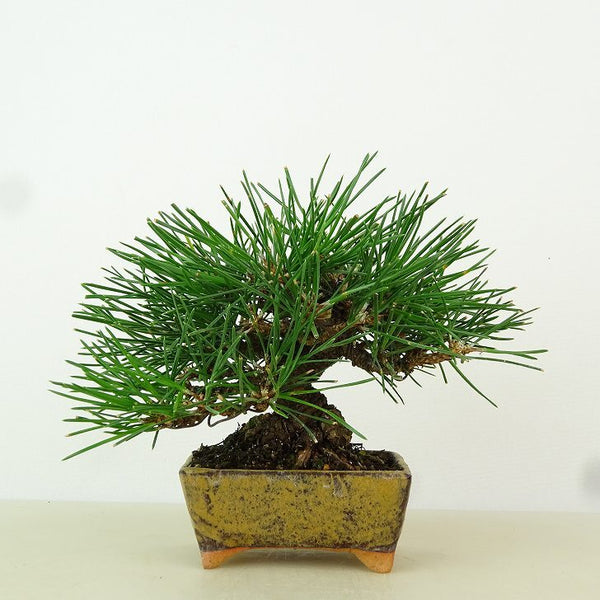 盆栽 松 黒松 樹高 約11cm くろまつ Pinus thunbergii クロマツ マツ科 常緑針葉樹 観賞用 小品 l1163441259