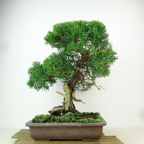 盆栽 真柏 樹高 約32cm しんぱく Juniperus chinensis シンパク “ジン シャリ” ヒノキ科 常緑樹 観賞用 r1163421911