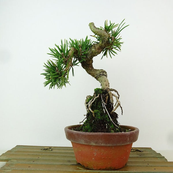 盆栽 松 黒松 樹高 約21cm くろまつ Pinus thunbergii クロマツ 寸松 接ぎ木 マツ科 常緑針葉樹 観賞用 m1163427514