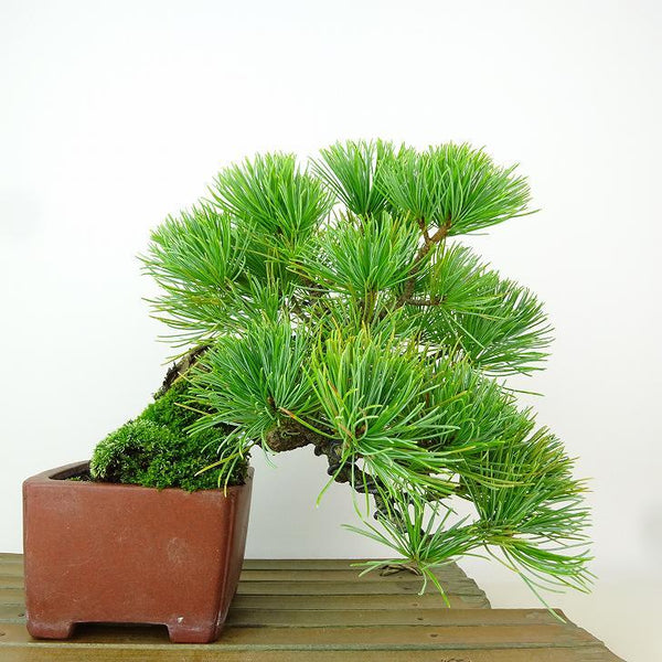 盆栽 松 五葉松 上下 樹高 16cm ごようまつ Pinus parviflora ゴヨウマツ マツ科 常緑針葉樹 観賞用 小品 w1163436263