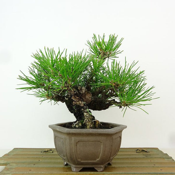 盆栽 松 黒松 樹高 約17cm くろまつ Pinus thunbergii クロマツ マツ科 常緑針葉樹 観賞用 小品 x1163432610