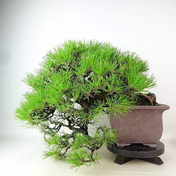 盆栽 松 黒松 樹高 上下 約40cm くろまつ 高級盆栽 Pinus thunbergii クロマツ マツ科 常緑針葉樹 観賞用 o1163440461