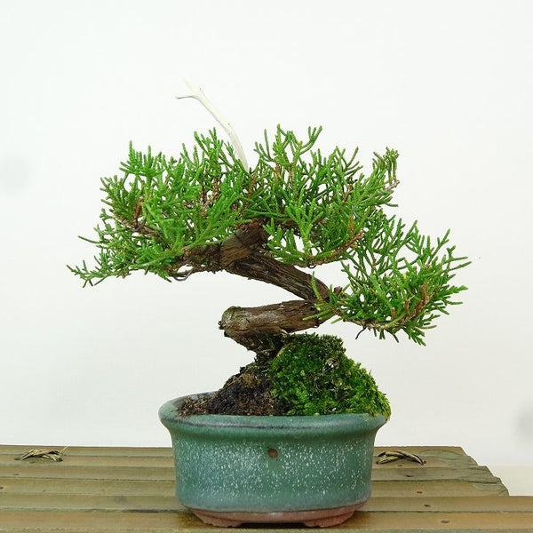 盆栽 真柏 樹高 約13cm しんぱく Juniperus chinensis シンパク “ジン シャリ” ヒノキ科 常緑樹 観賞用 小品 h1163445212