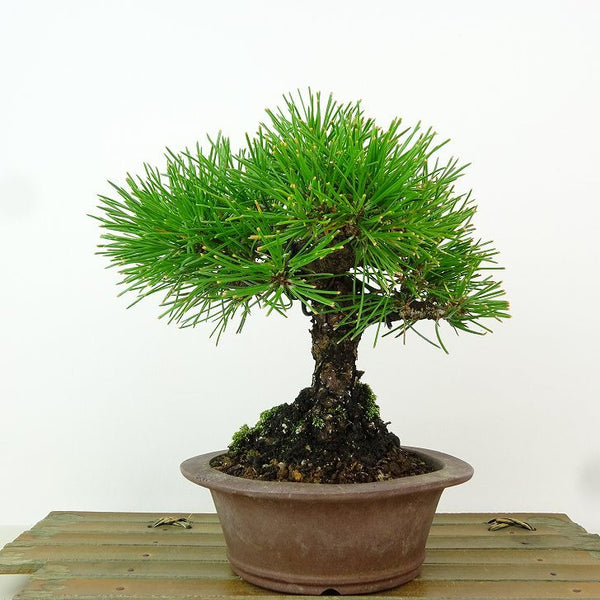 盆栽 松 黒松 樹高 約16cm くろまつ Pinus thunbergii クロマツ マツ科 常緑針葉樹 観賞用 小品 l1163439063