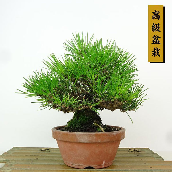 盆栽 松 黒松 樹高 約16cm くろまつ 高級盆栽 Pinus thunbergii クロマツ マツ科 常緑針葉樹 観賞用 小品 q1163431726