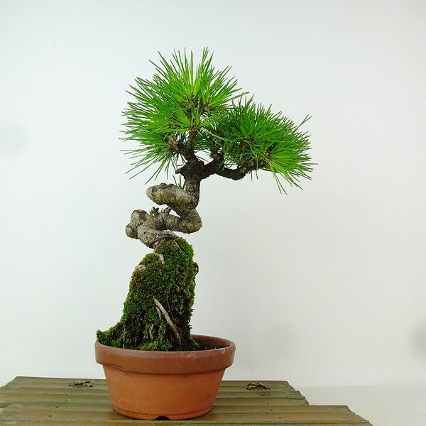 盆栽 松 黒松 樹高 約24cm くろまつ Pinus thunbergii クロマツ 寸松 接ぎ木 マツ科 常緑針葉樹 観賞用 w1163437904