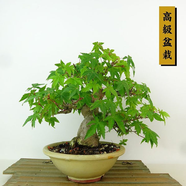 盆栽 紅葉 樹高 約22cm もみじ 高級盆栽 Acer palmatum モミジ カエデ科 落葉樹 観賞用 d1164271083