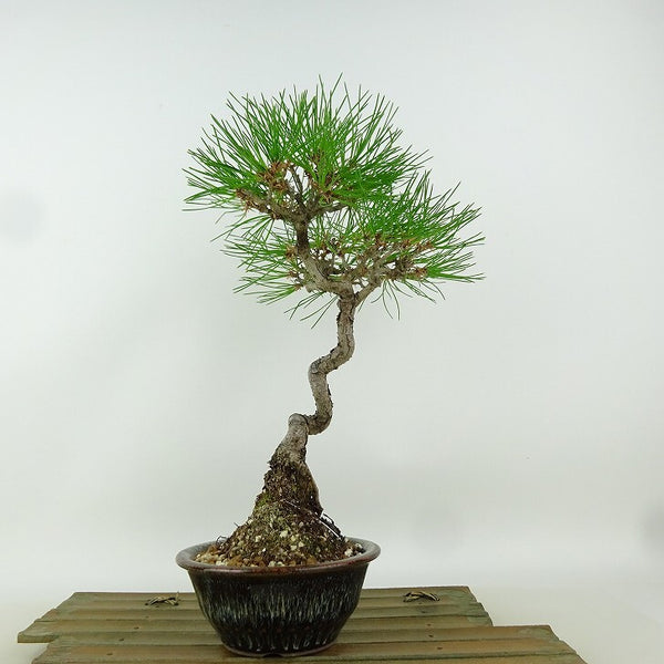 盆栽 松 赤松 樹高 約28cm あかまつ Pinus densiflora アカマツ red pine マツ科 常緑樹 観賞用 q1164534594