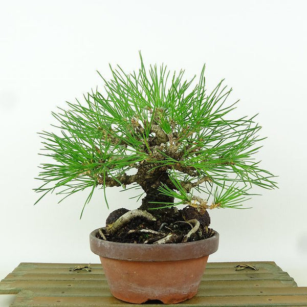 盆栽 松 黒松 樹高 約17cm くろまつ Pinus thunbergii クロマツ マツ科 常緑針葉樹 観賞用 小品 1164568697