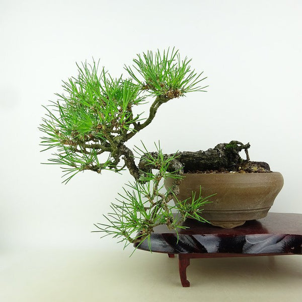 盆栽 松 黒松 樹高 上下 約25cm くろまつ Pinus thunbergii クロマツ マツ科 常緑針葉樹 観賞用 o1164589267