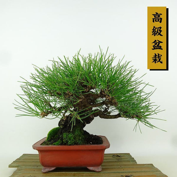 盆栽 松 黒松 樹高 約19cm くろまつ 高級盆栽 Pinus thunbergii クロマツ マツ科 常緑針葉樹 観賞用 小品 h1164587749