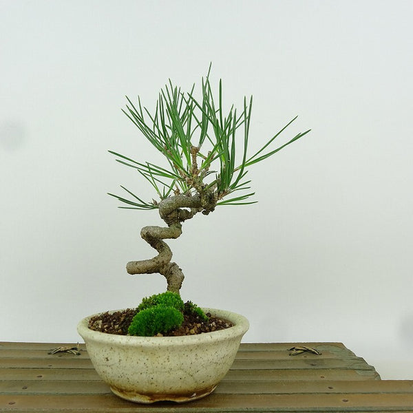 盆栽 松 黒松 樹高 16cm くろまつ Pinus thunbergii クロマツ マツ科 常緑針葉樹 観賞用 小品 k1164572376