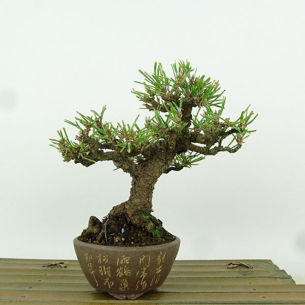 盆栽 松 黒松 樹高 約14cm くろまつ Pinus thunbergii クロマツ マツ科 常緑針葉樹 観賞用 小品 d1164591609