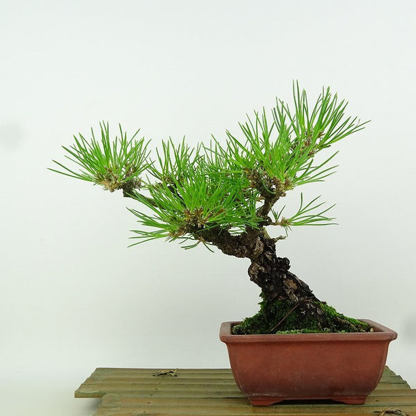 盆栽 松 黒松 樹高 約20cm くろまつ Pinus thunbergii クロマツ マツ科 常緑針葉樹 観賞用 小品 m1164577964