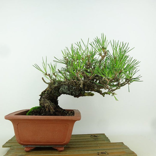 盆栽 松 黒松 樹高 約20cm くろまつ Pinus thunbergii クロマツ マツ科 常緑針葉樹 観賞用 小品 1164573762