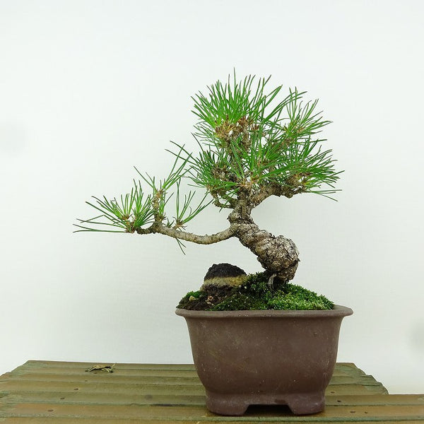 盆栽 松 黒松 樹高 約17cm くろまつ Pinus thunbergii クロマツ マツ科 常緑針葉樹 観賞用 小品 e1164602752