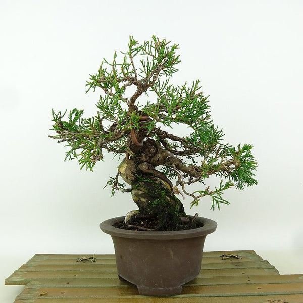 盆栽 真柏 樹高 約18cm しんぱく Juniperus chinensis シンパク ヒノキ科 常緑樹 観賞用 小品 1164579944