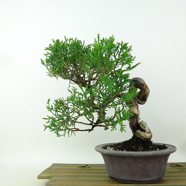 盆栽 真柏 樹高 約20cm しんぱく Juniperus chinensis シンパク “シャリ” ヒノキ科 常緑樹 観賞用 小品 e1164596872