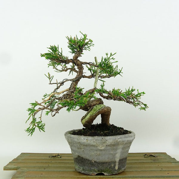 盆栽 真柏 樹高 約16cm しんぱく Juniperus chinensis シンパク “ジン シャリ” ヒノキ科 常緑樹 小品 観賞用 n1164589480